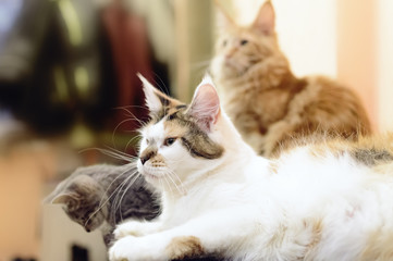 Several Maine Coon cats. Closeup, selective focus.