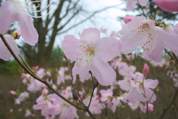 kwitnący krzew © Pawel