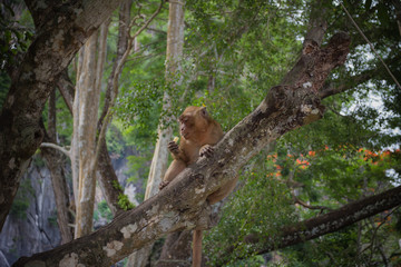 Obraz premium Monkey in the nature