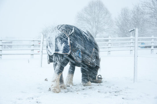 Pony eating his feed in a snow blizzard