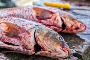  fresh fish Cyprinus carpio from the lake Kerkini, Greece