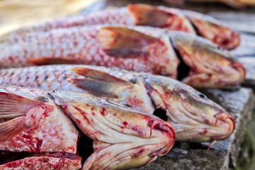  fresh fish Cyprinus carpio from the lake Kerkini, Greece