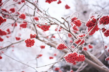 Rowan branch in the snow.