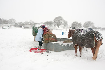 Horses being fed on a cold snowy morning