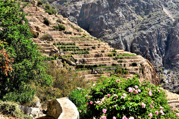 Sharayjah, , Jebel Shams, terraces of roses, Sultanate of Oman