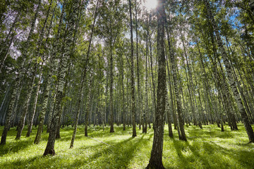 Beautiful scenery with white birches. Birches in bright sunlight. Birch grove in the summer. Birch trunks with white bark. Tops of birch against the sky. Sunny highlight.