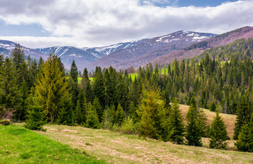conifer forest on a rolling hills in springtime. beautiful mountainous landscape with cloudy sky