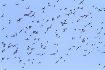 flock of birds with open wings in the sky