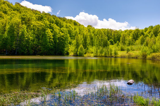 lovely pond in the forest on a hillside. serene day in springtime outdoors