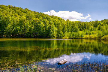 lovely pond in the forest on a hillside. serene day in springtime outdoors
