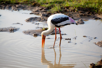 Ein Buntstorch fischt in einem Tümpel im Nationalpark Yala auf der tropischen Insel Sri Lanka im...