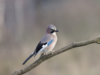 Jay, Garrulus glandarius