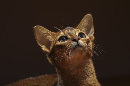 รูปภาพFelinology – เลือกดูภาพถ่ายสต็อก เวกเตอร์ และวิดีโอ335 | Adobe Stock