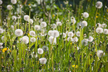 Fototapeta premium wild flowers in summer