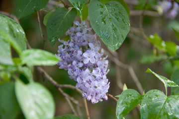 lilacs in spring in bloom