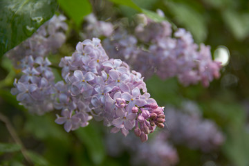 lilacs in spring in bloom