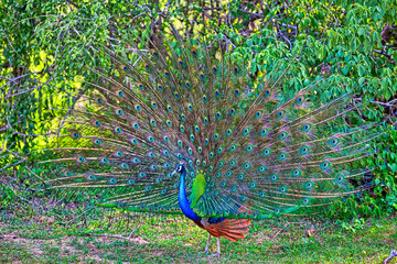 Obraz premium Pfau mit prachtvollen gespreizten bunten Federn schlägt ein Rad für seine Pfauendame im Nationalpark Yala auf der tropischen Insel Sri Lanka im Indischen Ozean bei einer Jeep Safari Tour