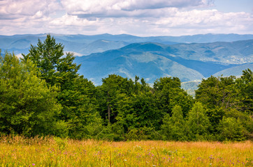 grassy meadow on a forested hillside. lovely nature scenery in Carpathian mountains