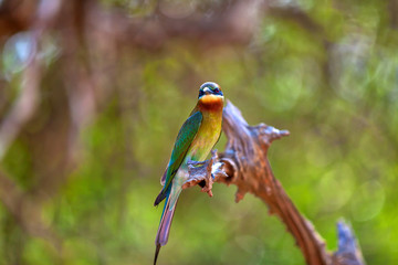 Ein exotischer Vogel sitzt auf einem Ast im Nationalpark Yala auf der tropischen Insel Sri Lanka im Indischen Ozean bei einer Jeep Safari Tour