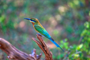 Ein exotischer Vogel sitzt auf einem Ast im Nationalpark Yala auf der tropischen Insel Sri Lanka im Indischen Ozean bei einer Jeep Safari Tour