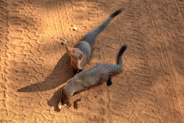 Indische Graue Mungos im Nationalpark Yala auf der tropischen Insel Sri Lanka im Indischen Ozean...