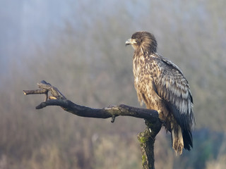 White-tailed sea-eagle, Haliaeetus albicilla