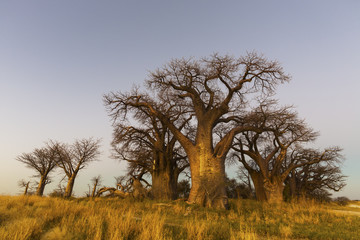 Fototapeta na wymiar Golden sunset light on the baobab's