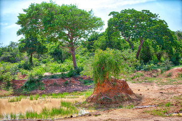 Fototapeta na wymiar Großer Termitenbau in einer wunderschönen Landschaft im Nationalpark Yala auf der tropischen Insel Sri Lanka im Indischen Ozean bei einer Jeep Safari Tour