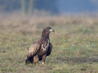 White-tailed sea-eagle, Haliaeetus albicilla