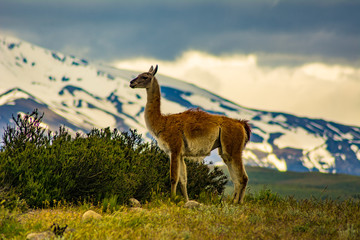 Guanaco Torres del Paine Patagonia Chile