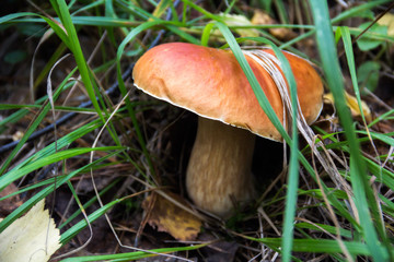white fungus in the forest