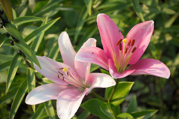 Fototapeta na wymiar beautiful lilies in the garden
