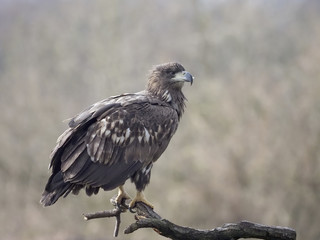 White-tailed sea-eagle, Haliaeetus albicilla