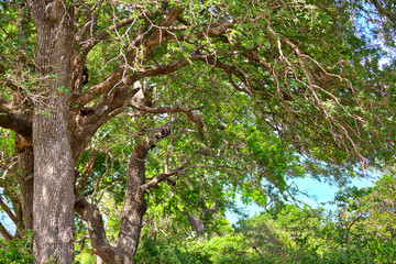 Kräftige Bäume mit einem dichten Blätterdach stehen im Dschungel des Nationalpark Yala auf der tropischen Insel Sri Lanka im Indischen Ozean bei einer Jeep Safari Tour