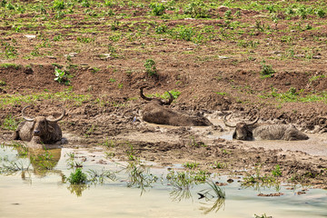 Wasserbüffel liegen lehmverkrustet in einem Wasserloch im Nationalpark Yala auf der tropischen...