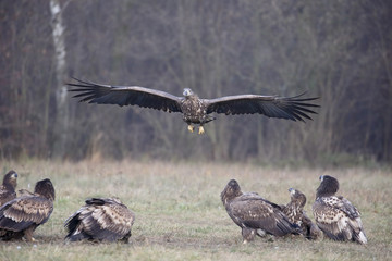 White-tailed sea-eagle, Haliaeetus albicilla