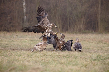 White-tailed sea-eagle, Haliaeetus albicilla