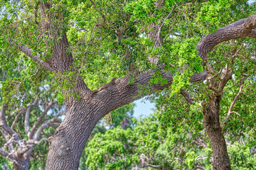 Ein kleiner Landwaran liegt auf einem Baum im Nationalpark Yala auf der tropischen Insel Sri Lanka...