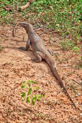 Ein Landwaran spaziert über die Piste im Nationalpark Yala auf der tropischen Insel Sri Lanka im Indischen Ozean bei einer Jeep Safari Tour