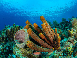 Riffe Curacao