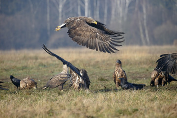 White-tailed sea-eagle, Haliaeetus albicilla