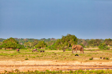 Fototapeta na wymiar Elefanten, Pfaue, Rinder, Wildschweine tummeln sich wie im Garten Eden im im Nationalpark Yala auf der tropischen Insel Sri Lanka im Indischen Ozean bei einer Jeep Safari Tour