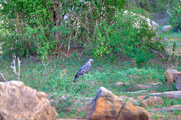 Ein Haubenadler im grünen Jungle des Nationalpark Yala auf der tropischen Insel Sri Lanka im...