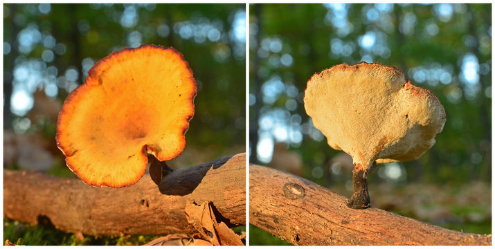 polyporus varius mushroom