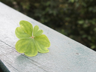 4 leaf clover