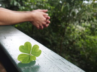 4 leaf clover