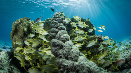 Riffe Curacao 
