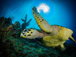 Schildkröte Curacao - obrazy, fototapety, plakaty
