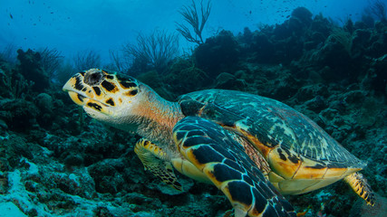 Fototapeta na wymiar Schildkröte Curacao