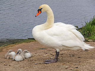 Höckerschwan mit Küken